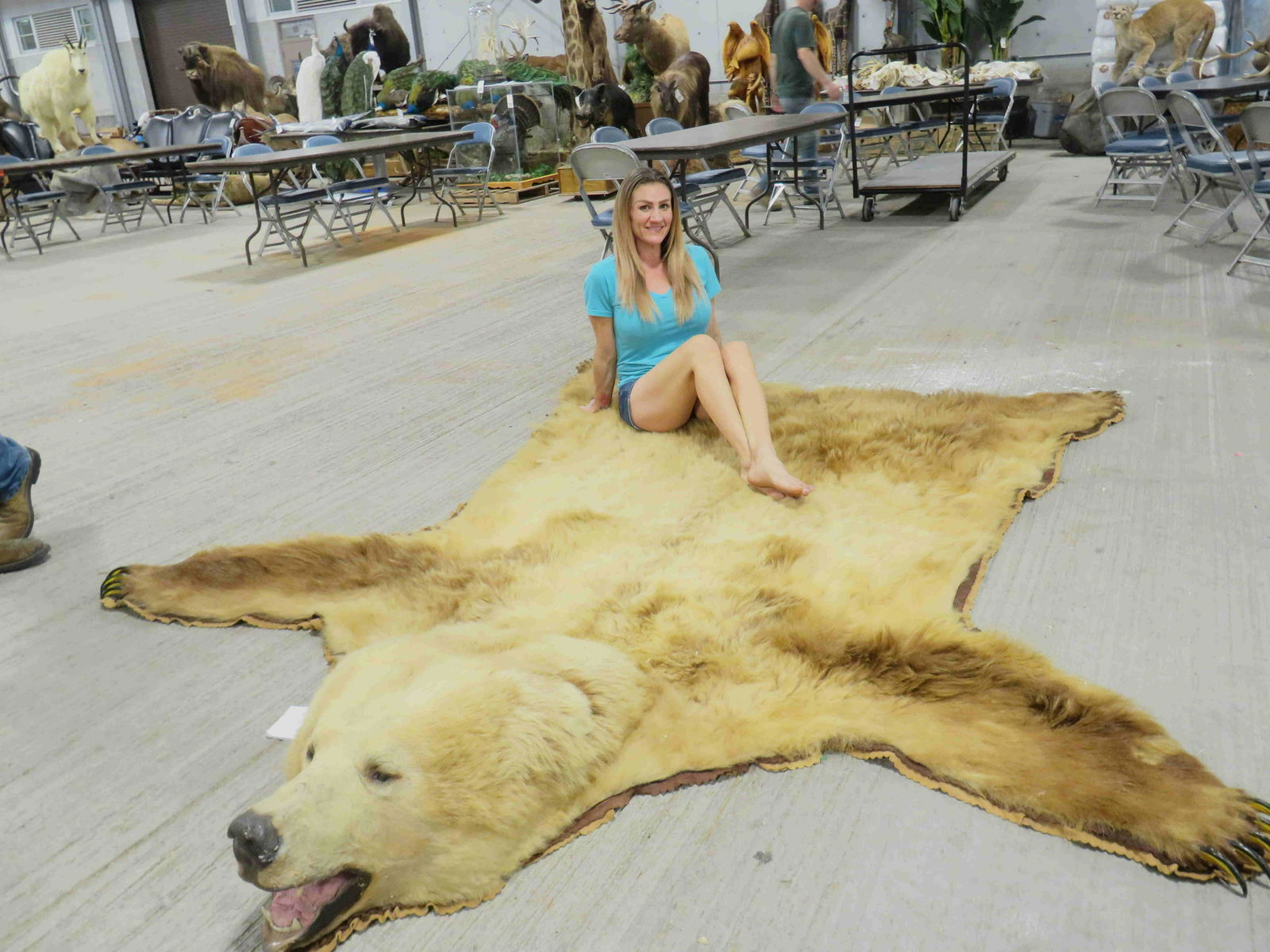 HUGE ALASKAN BROWN BEAR RUG -8: TAXIDERMY