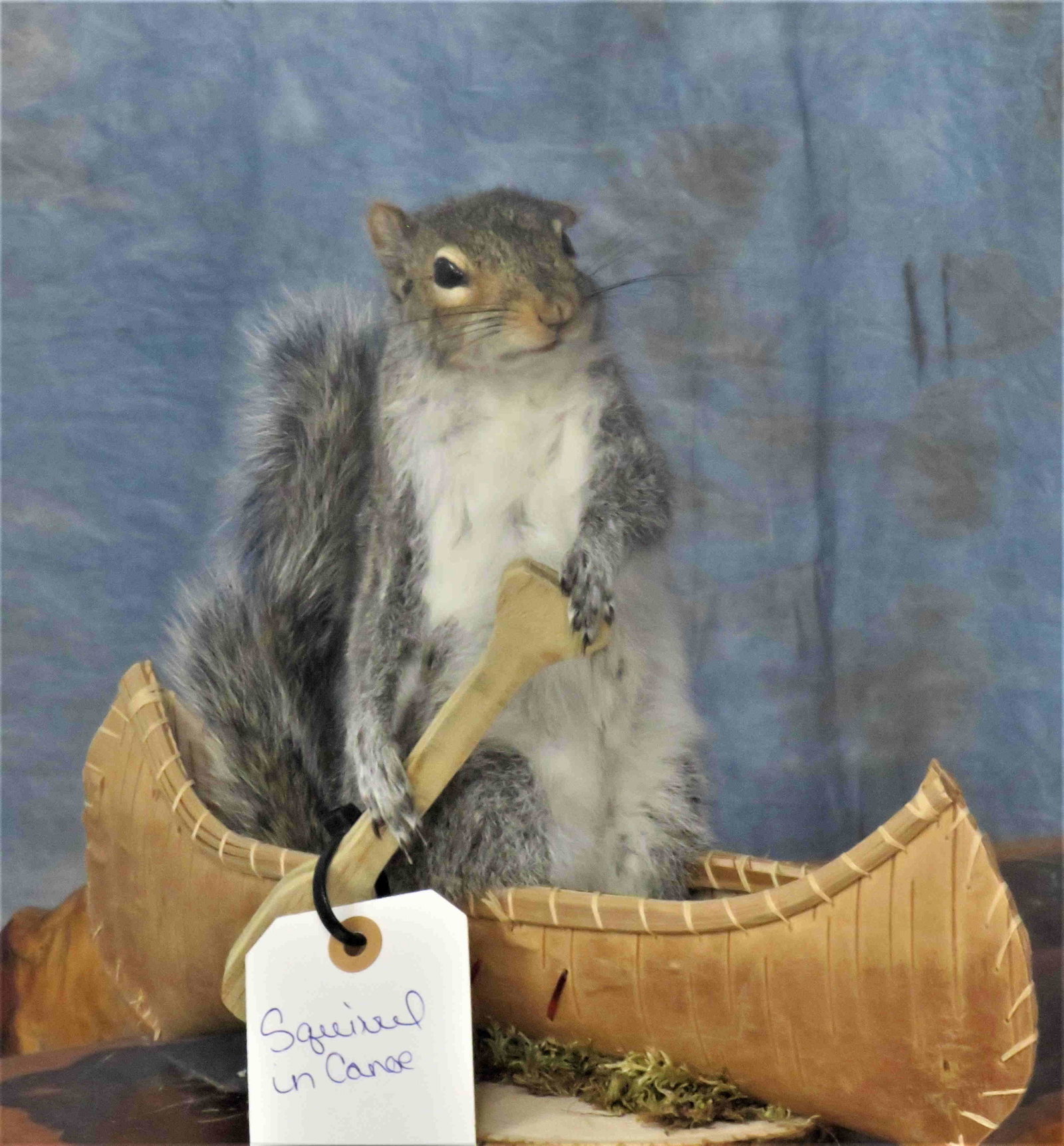 SQUIRREL IN A CANOE: TAXIDERMY