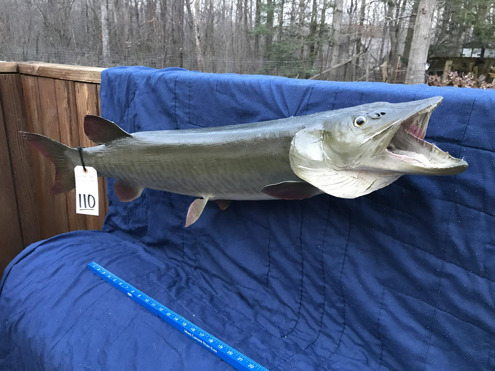 NICE "REAL" SKIN MUSKY FISH MT TAXIDERMY: TAXIDERMY