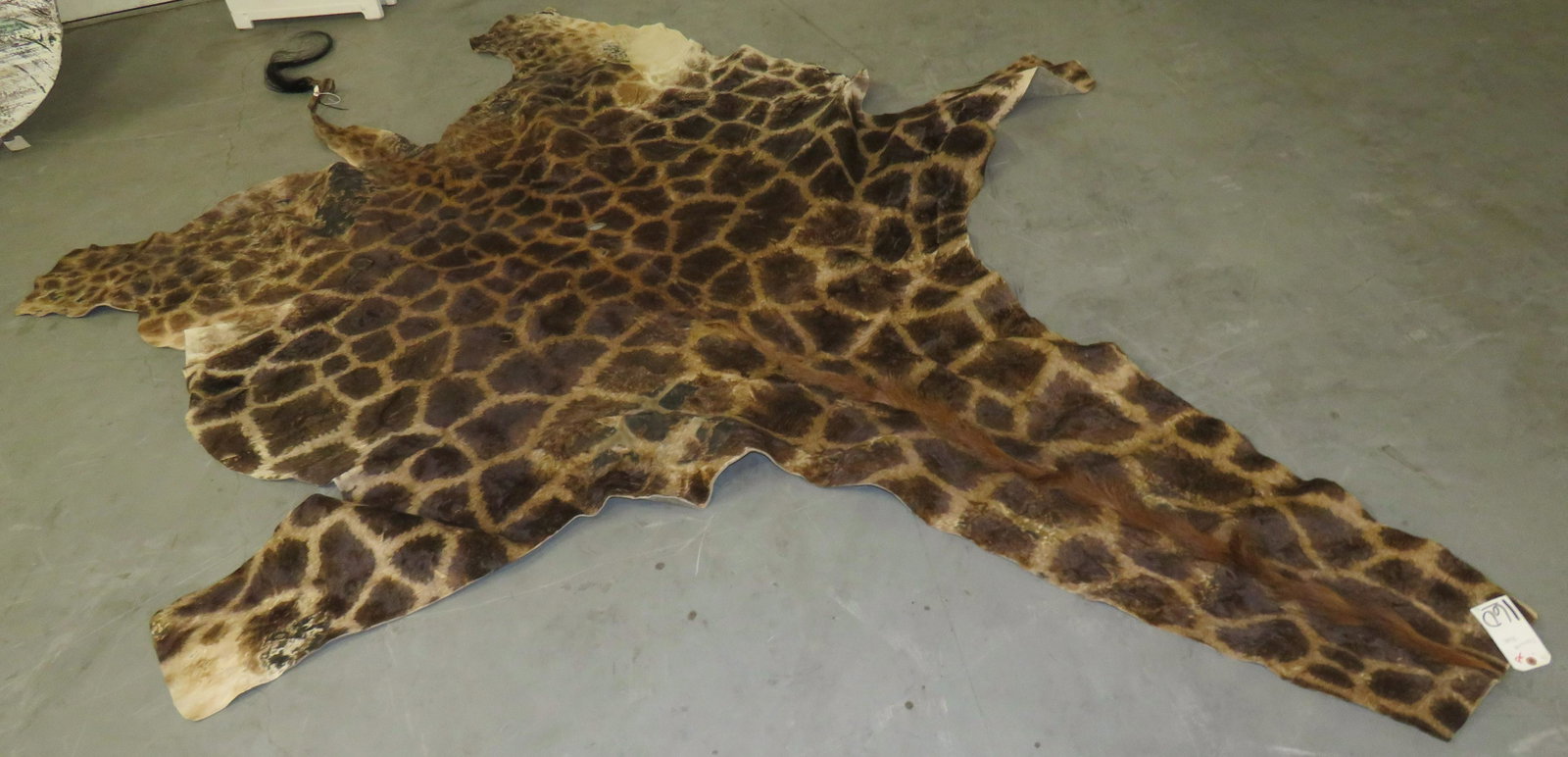 GIARAFFE HIDE: TAXIDERMY