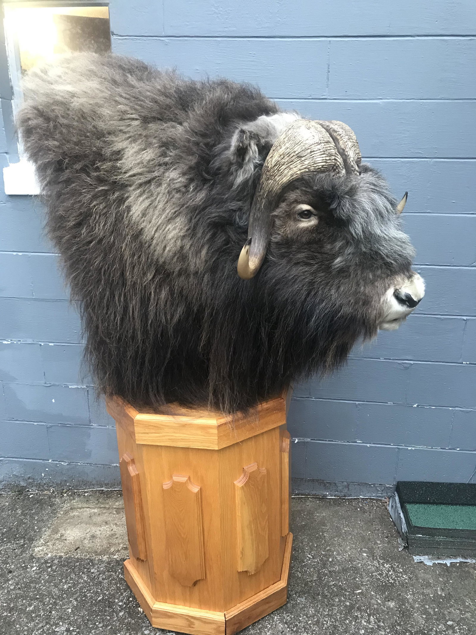 REALLY NICE MUSK OX PED MT: TAXIDERMY