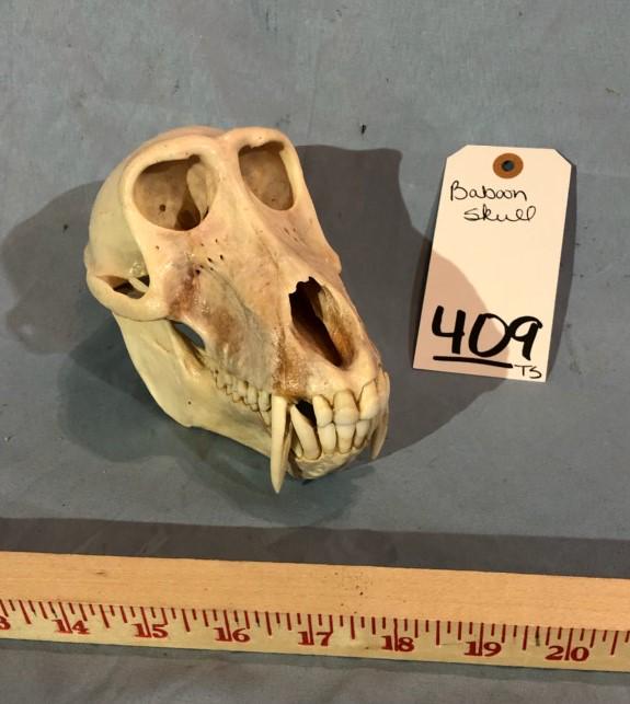 BABOON SKULL TAXIDERMY: TAXIDERMY