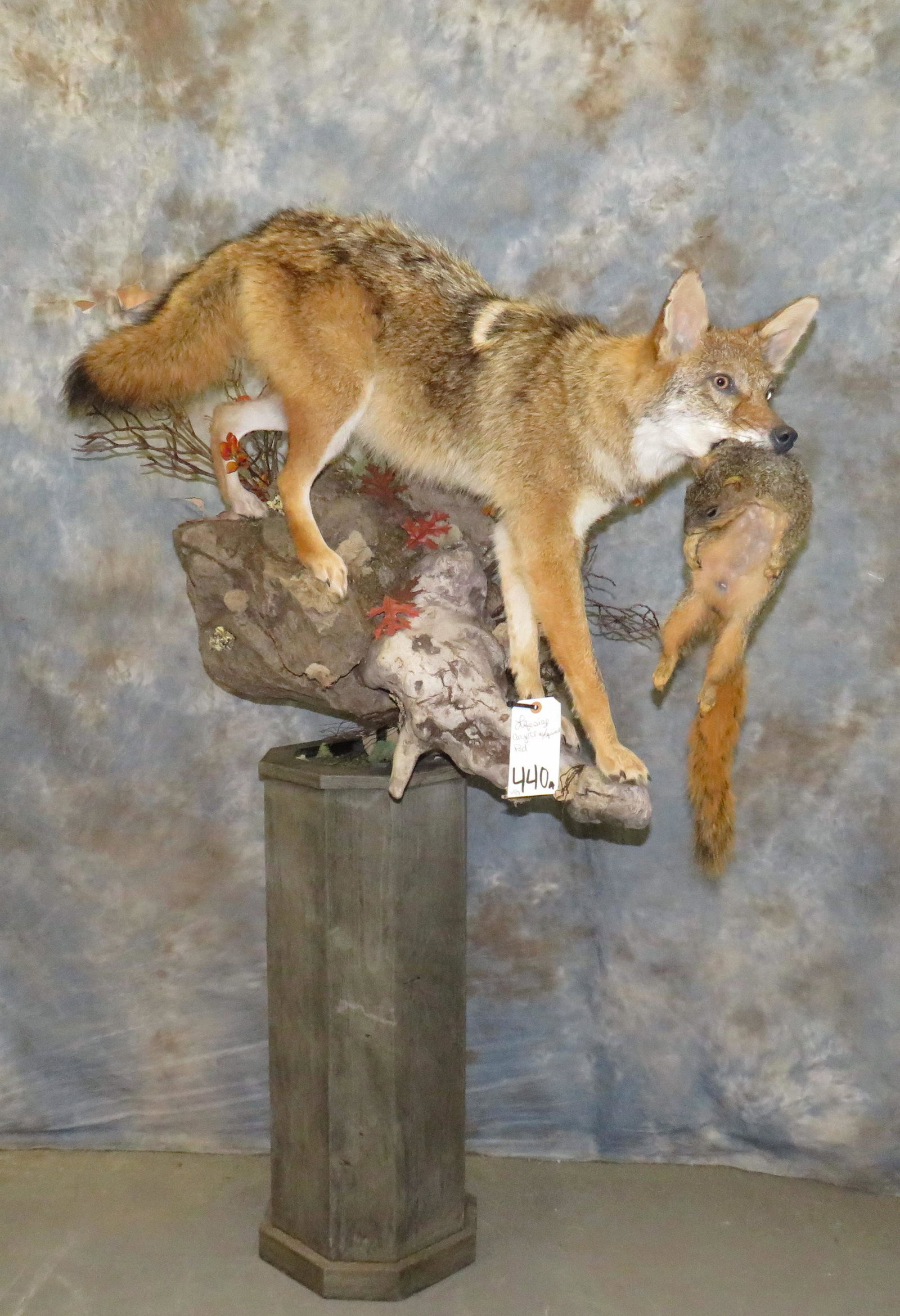LIFESIZE COYOTE W/SQUIRREL PED TAXIDERMY: 58" X 34"