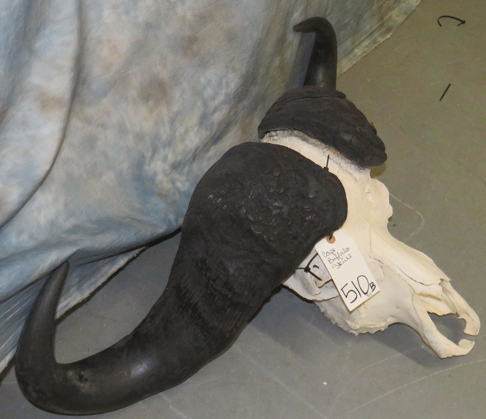 CAPE BUFFALO SKULL TAXIDERMY: 21" X 36"