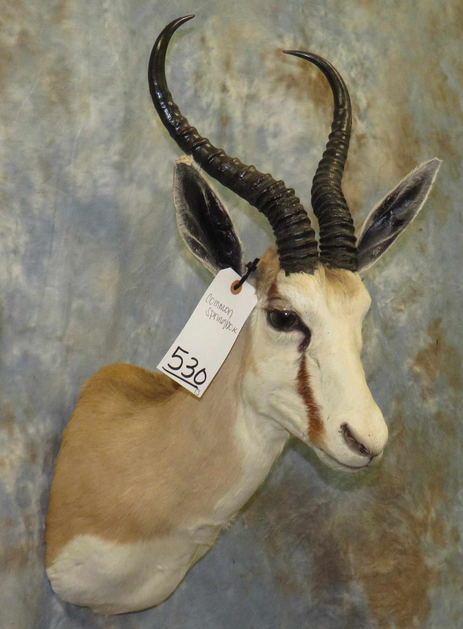 COMMON SPRINGBOK SH MT TAXIDERMY: 26" X 16"