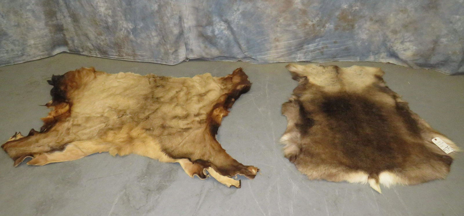 ELK HIDE AND CARIBOU HIDE TAXIDERMY (2X$): 49" X 43" - 63" X 42