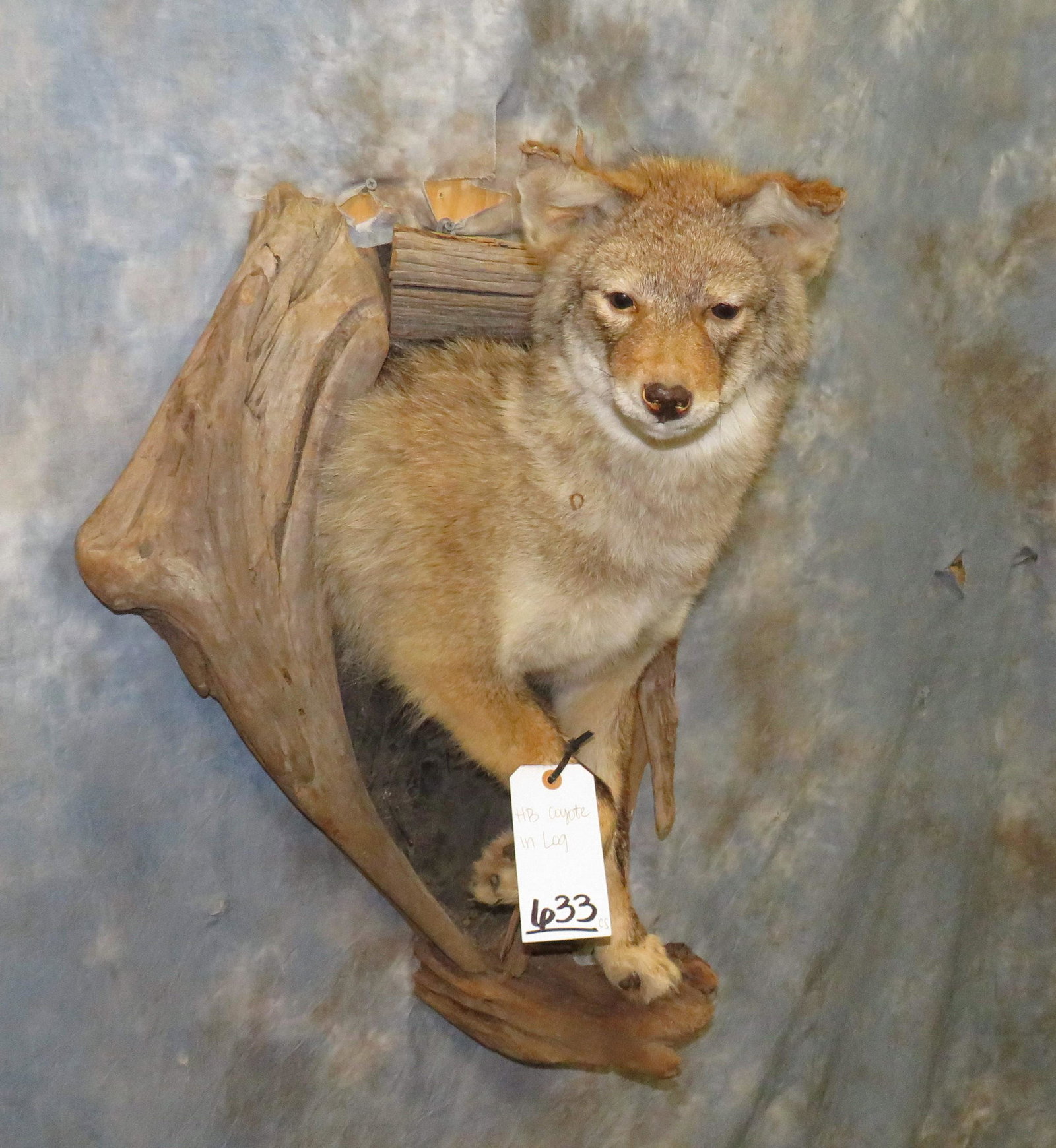 1/2 BODY COYOTE IN LOG TAXIDERMY: 27" X 18"