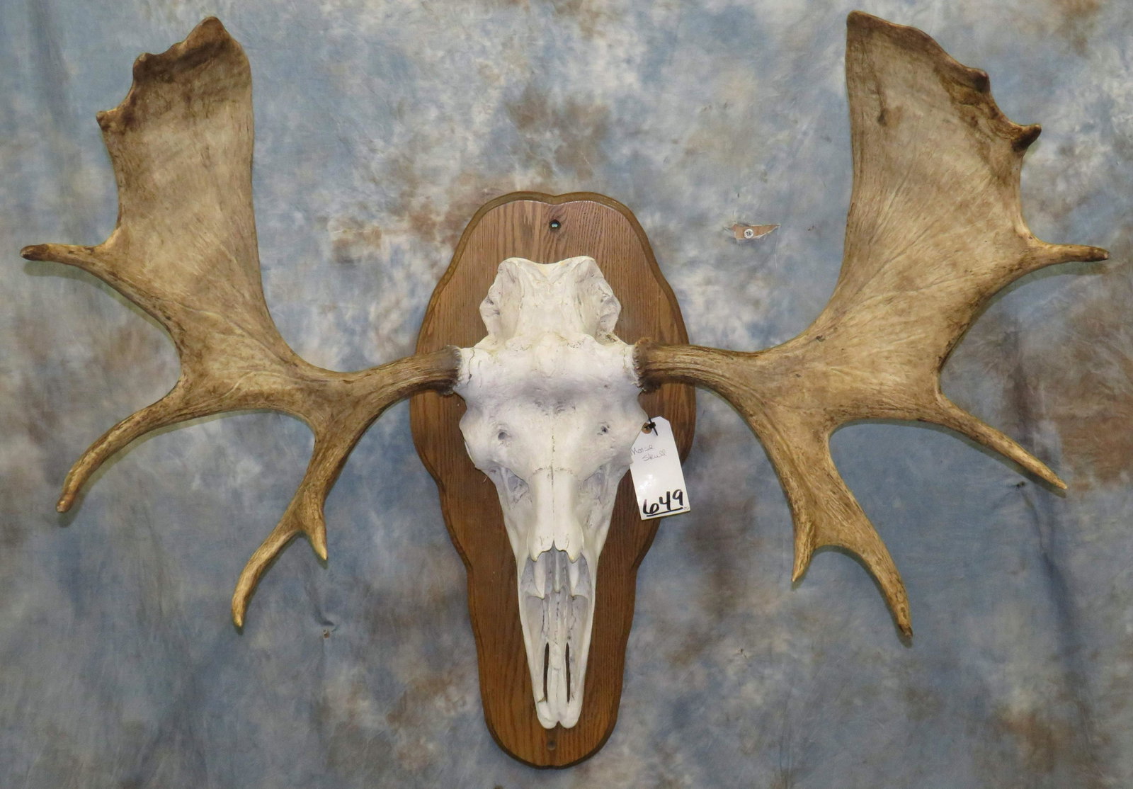 MOOSE SKULL TAXIDERMY: 42" X 42.5"