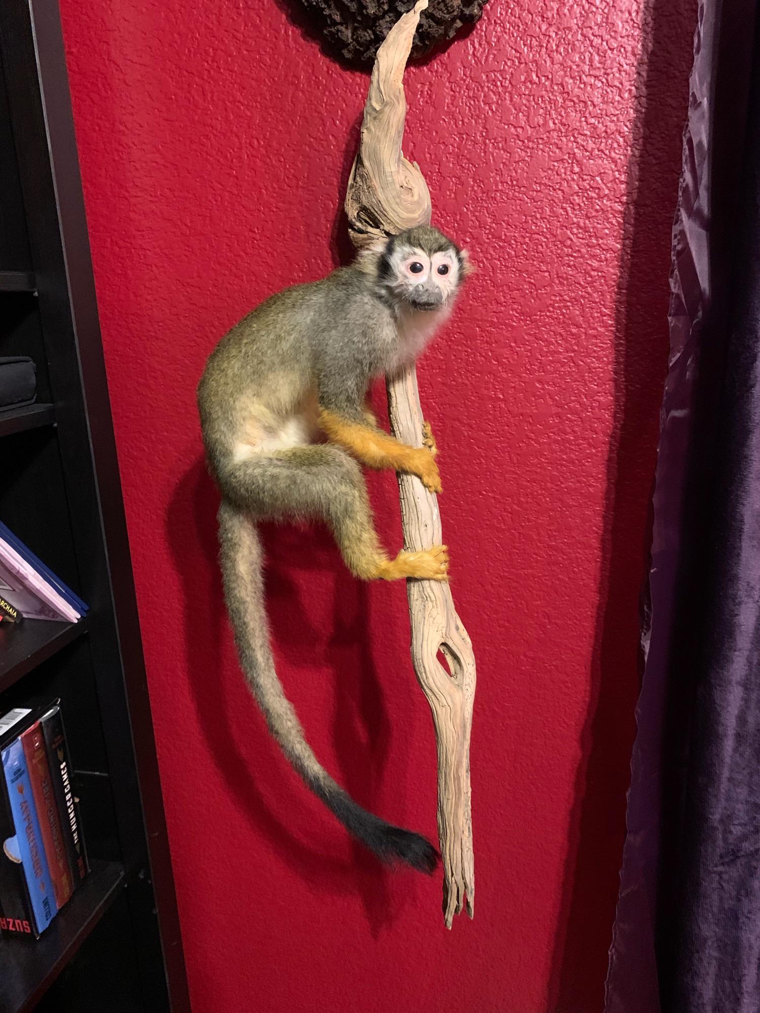 XL SQUIRREL MONKEY: TAXIDERMY