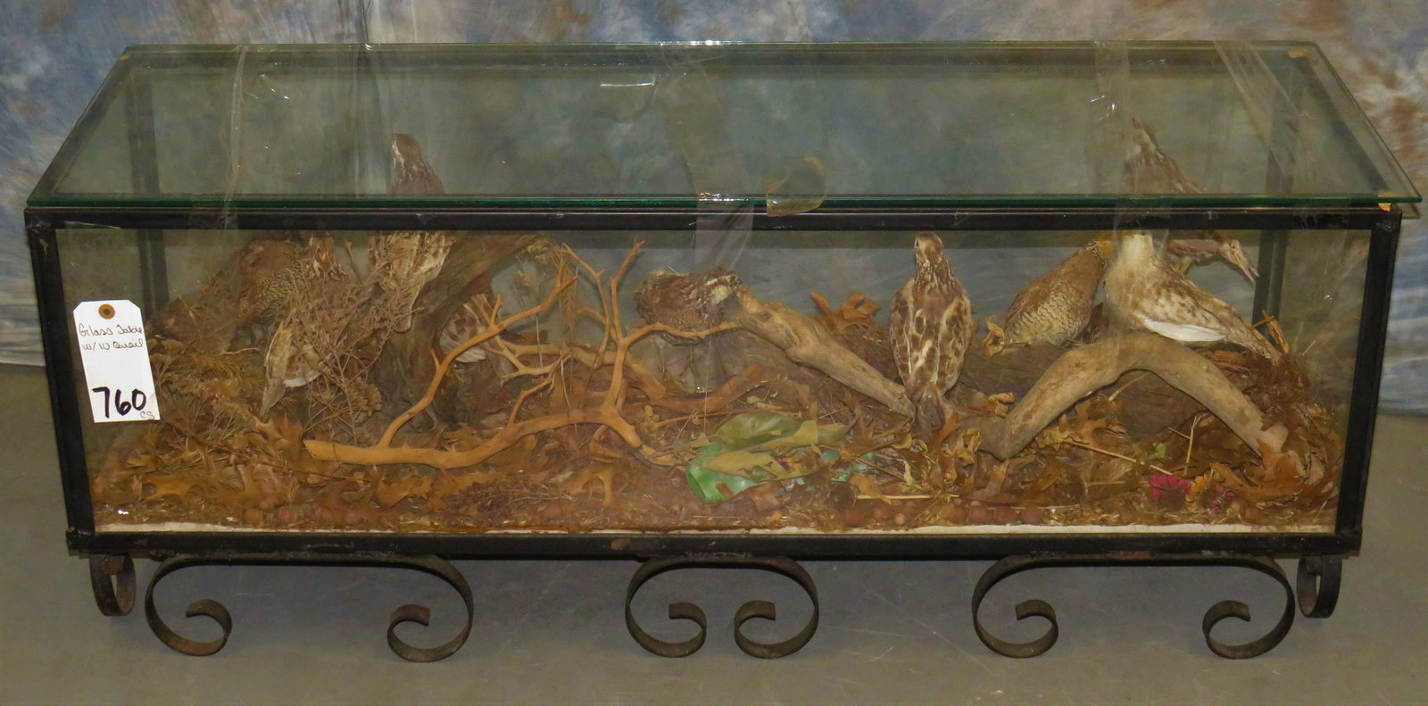 QUAIL TABLE UNDRR GLASS WITH 10 QUAIL TAXIDERMY: 19" X 47"