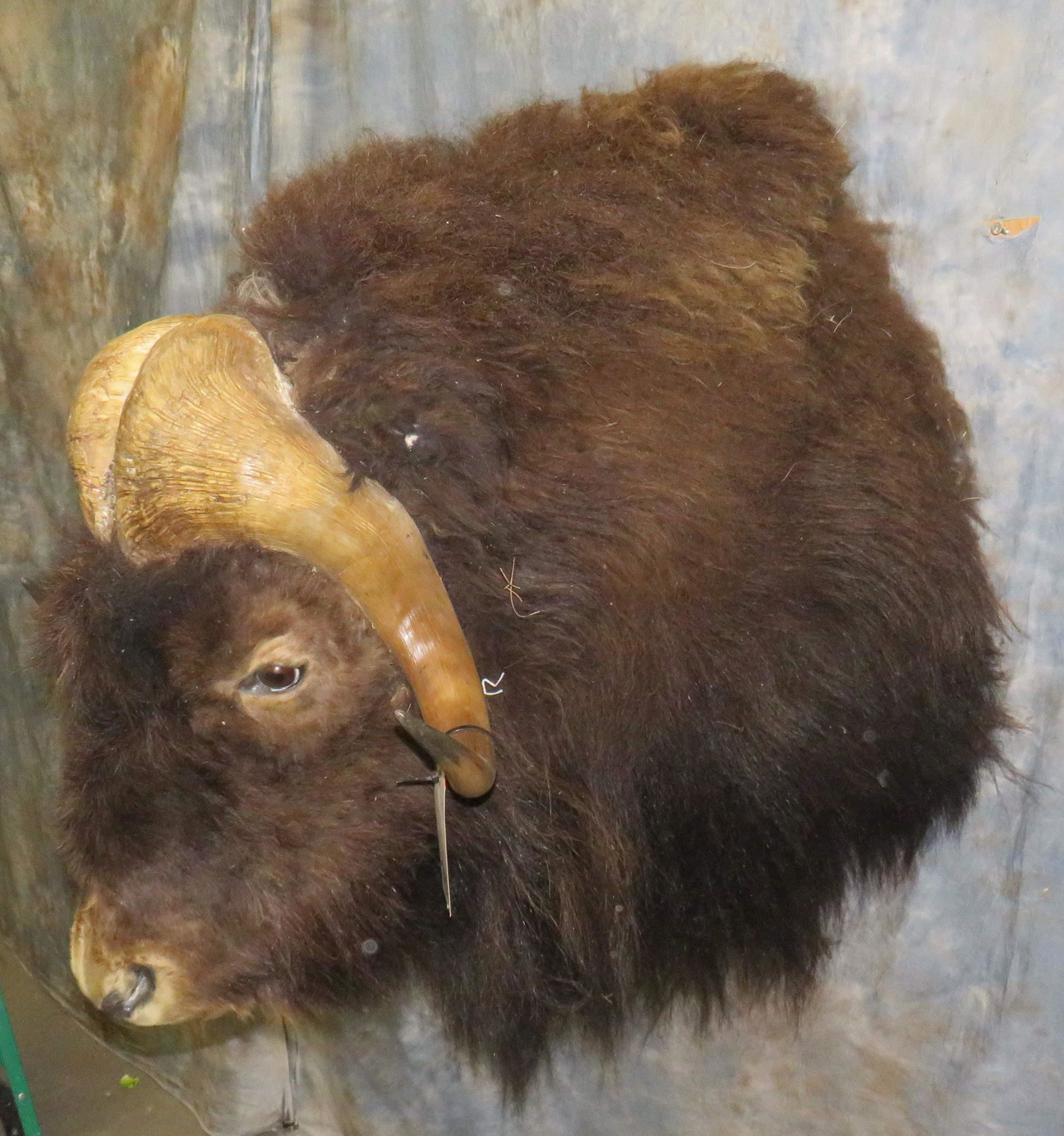 MUSK OX SH MT TAXIDERMY: TAXIDERMY