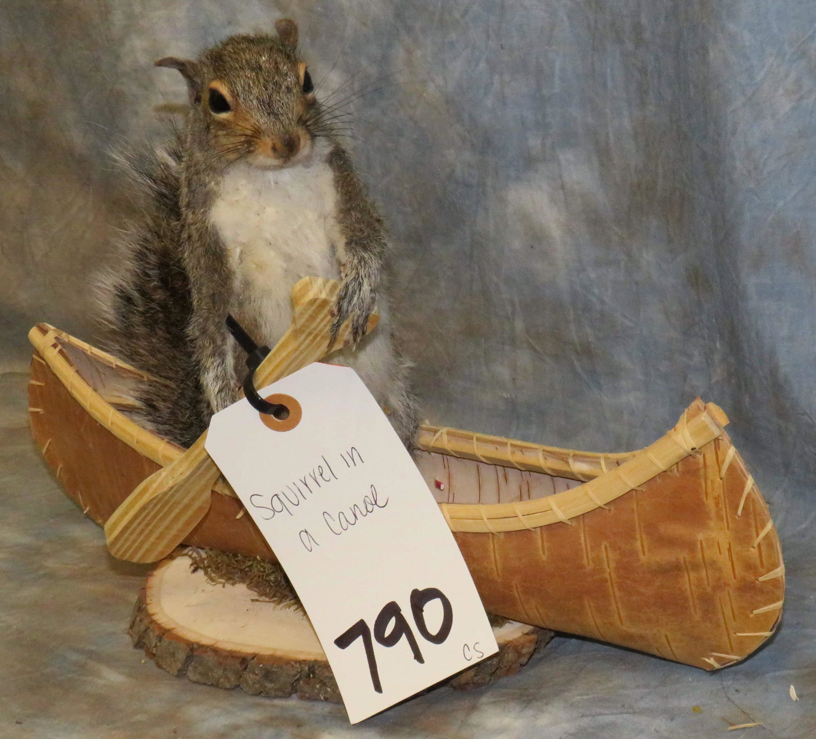 LIFESIZE SQUIRREL IN A CANOE TAXIDERMY: 14" X 9"