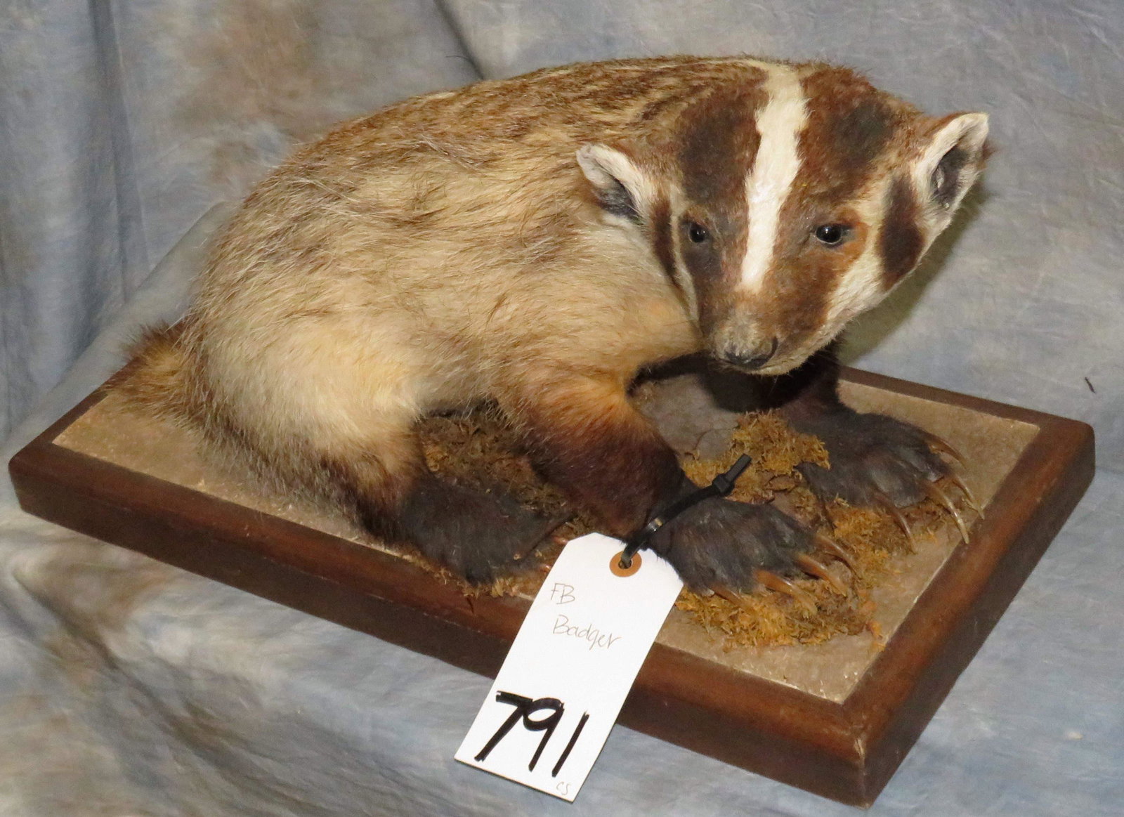 FB BADGER TAXIDERMY: 11" X 19"