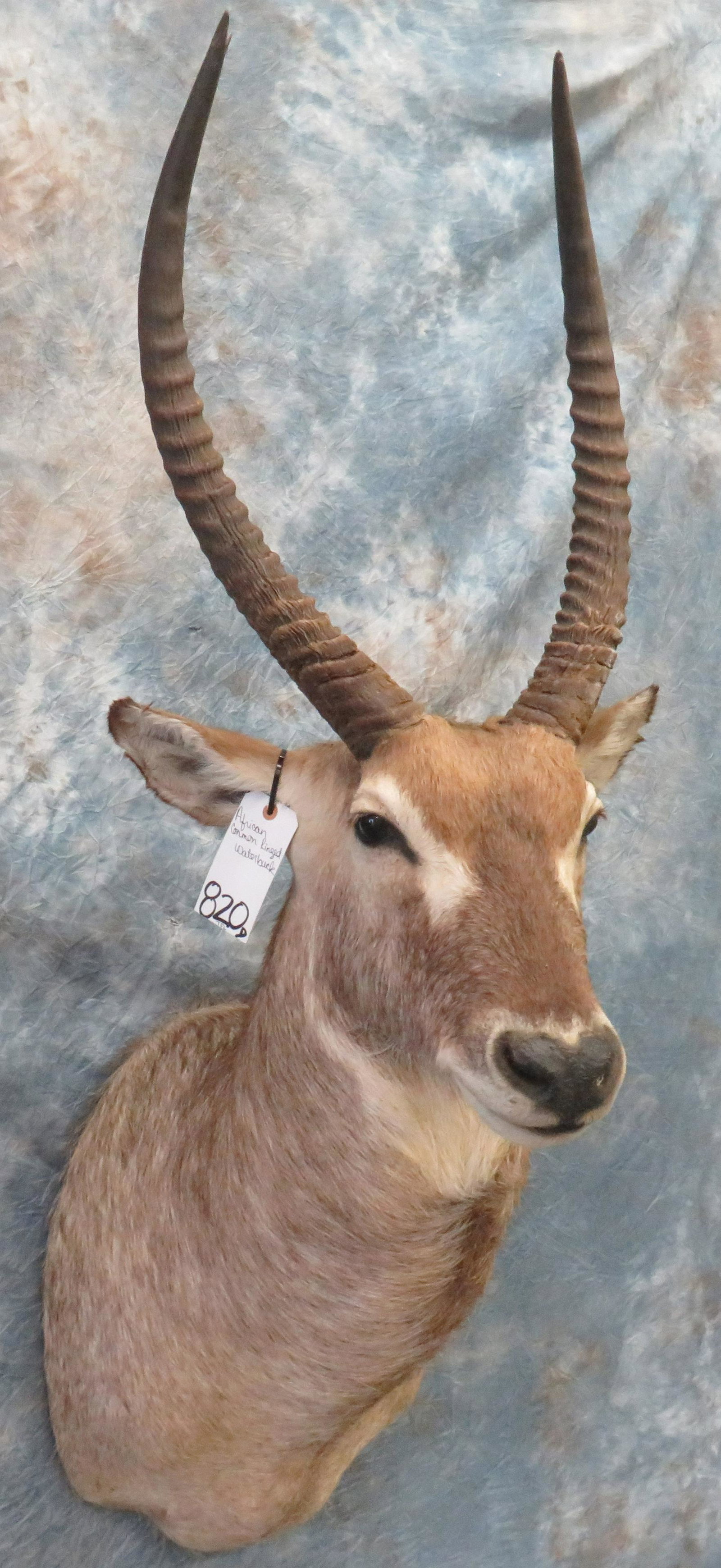 AFRICAN COMMON RINGED WATERBUCK TAXIDERMY: TAXIDERMY