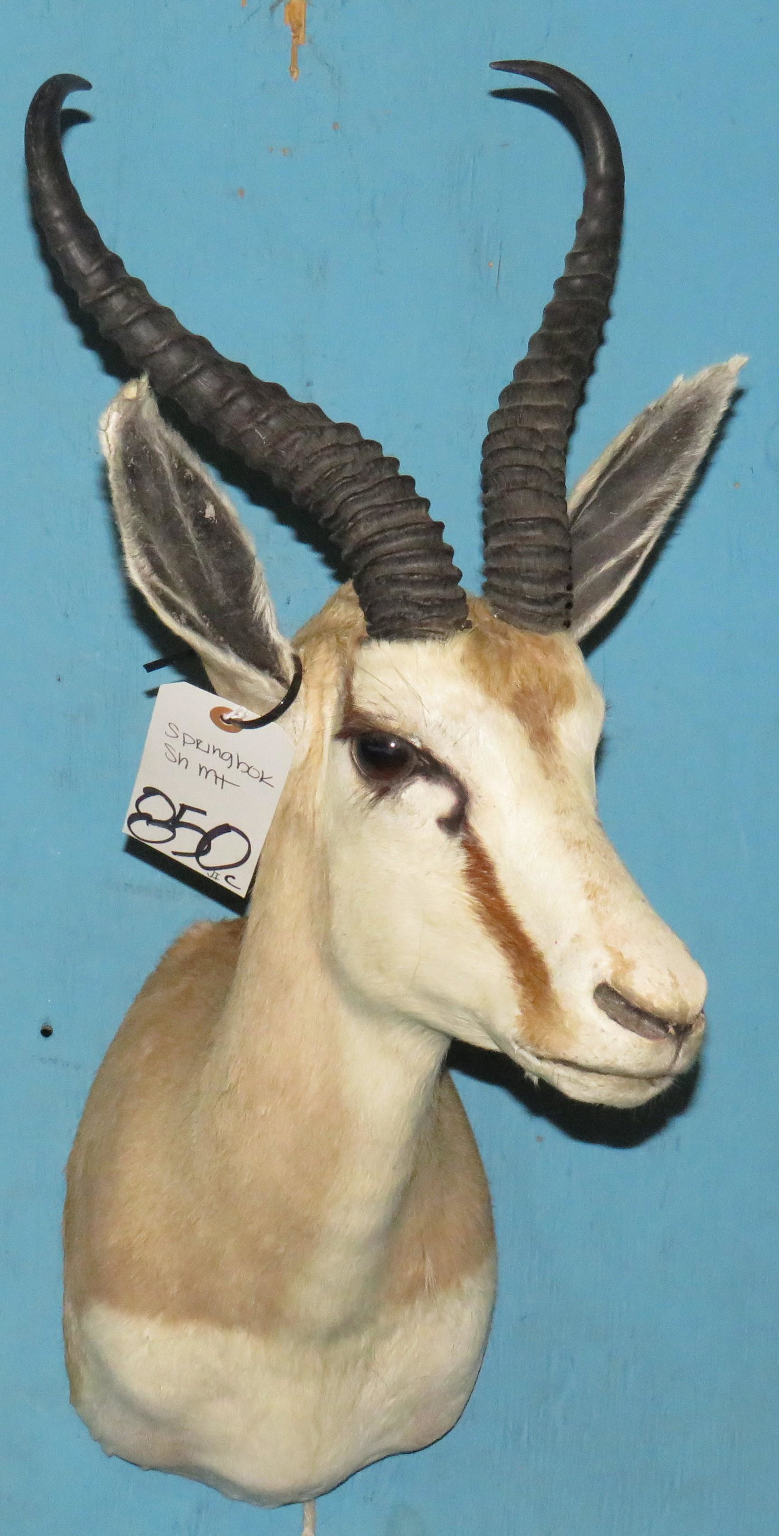 SPRINGBOK SH MT: TAXIDERMY