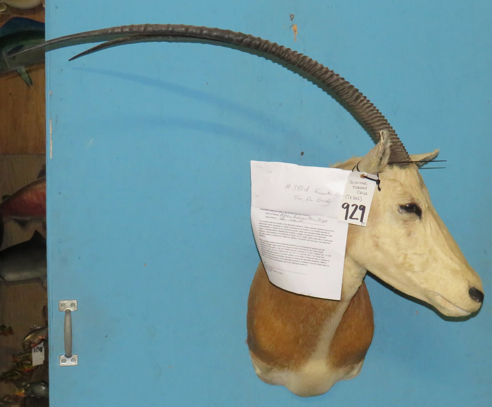 SCIMITAR HORN ORYX (TX RES): TAXIDERMY