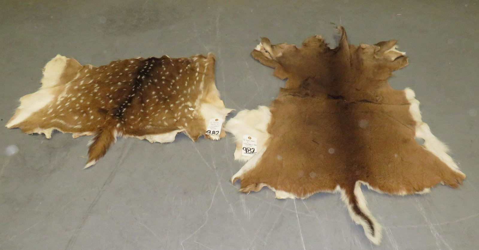 1/2 AXIS HIDE & 1 WHITETAIL HIDE (2x$) TAXIDERMY: 33" X 32" - 53" X 31"