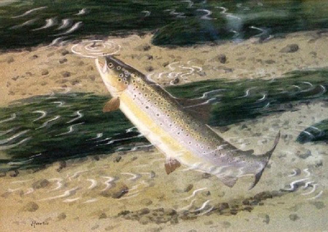 Tim Havers (20th Century British)/Brown Trout Taking an (1 of 2)