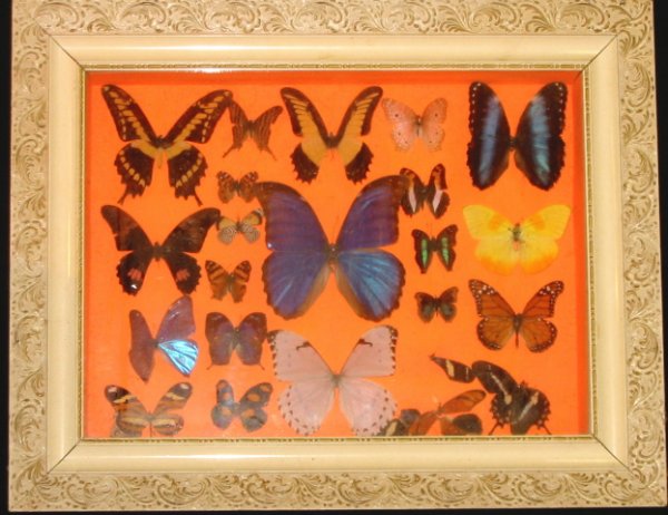 Vintage Butterfly Display / Diorama