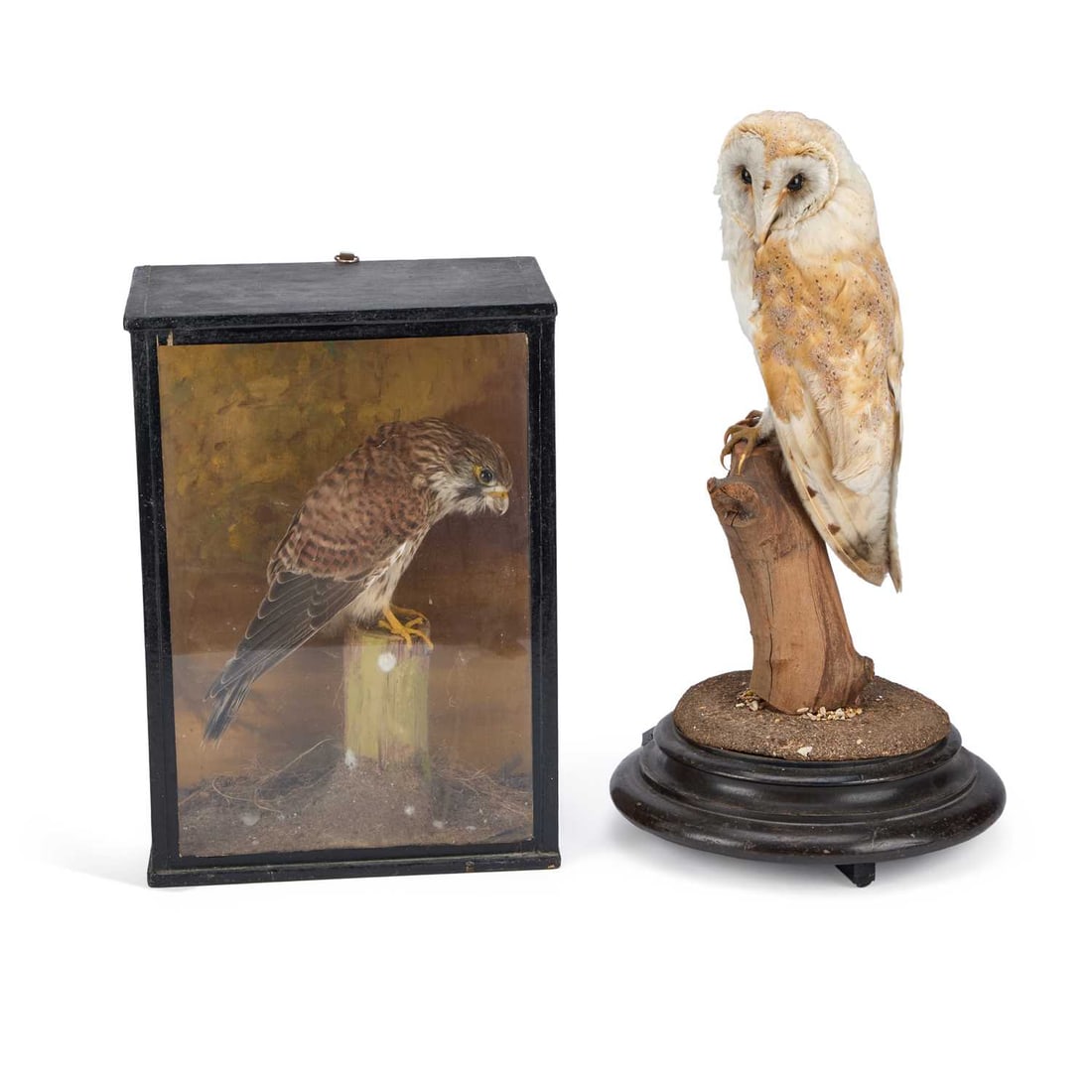 § TAXIDERMY: A BARN OWL (TYTO ALBA) (1 of 1)