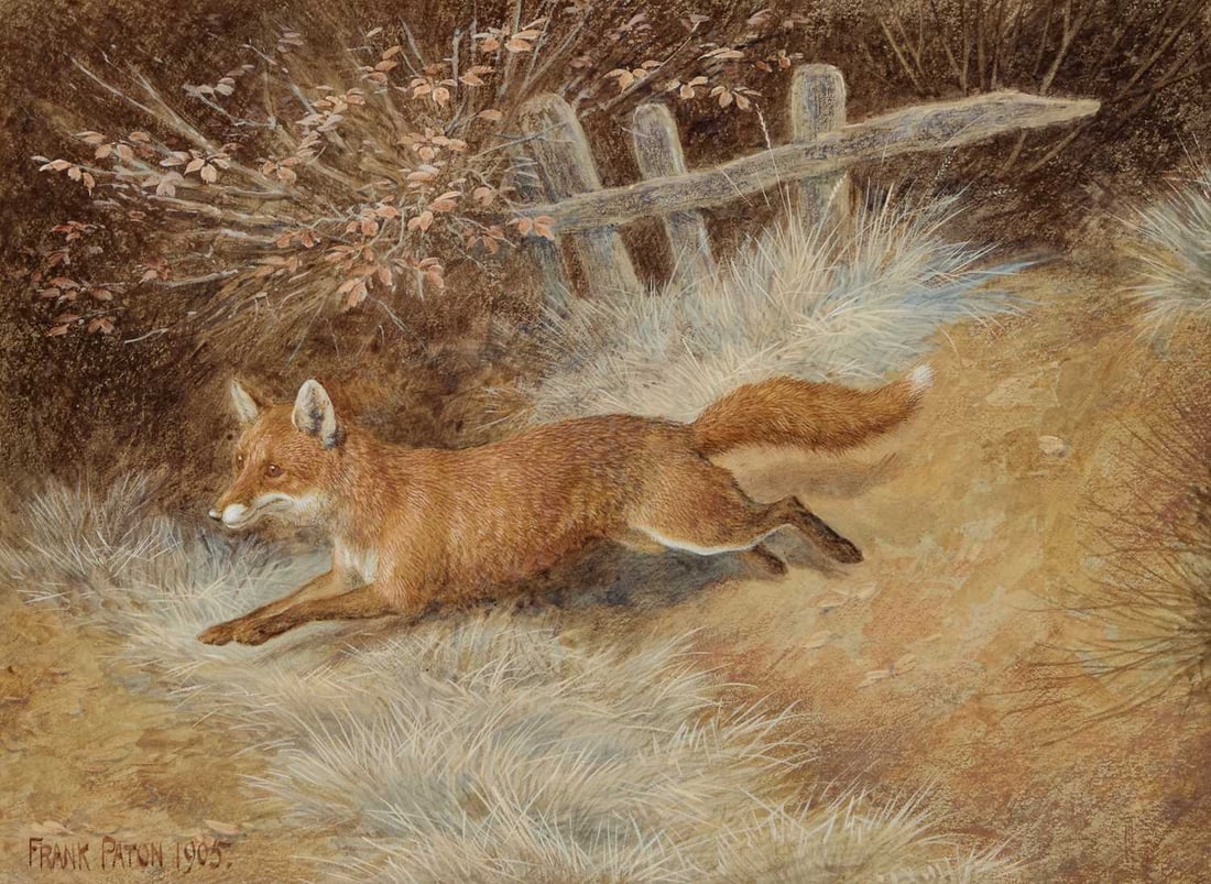 FRANK PATON (1855-1909) A FOX: FRANK PATON (1855-1909) A FOX Signed and dated 1905 Watercolour heightened with white (27cm x 36.5cm)
