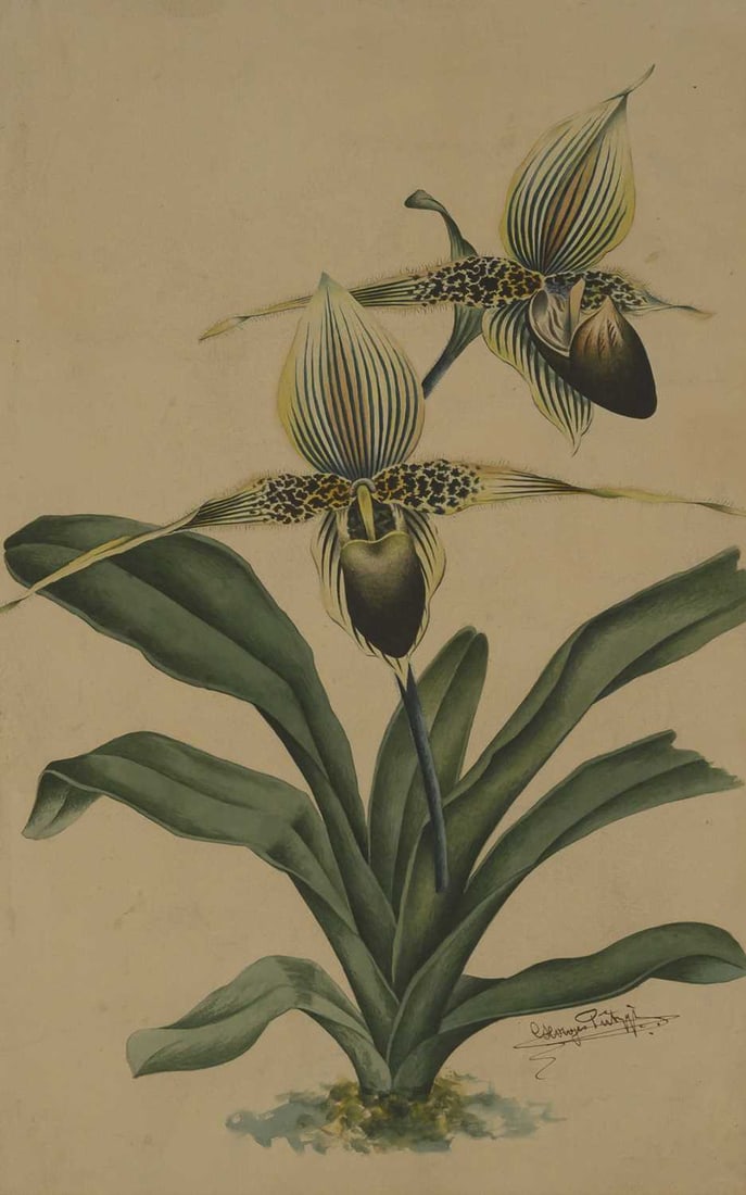 19TH/ 20TH CENTURY SCHOOL BOTANICAL STUDY OF AN ORCHID (1 of 2)