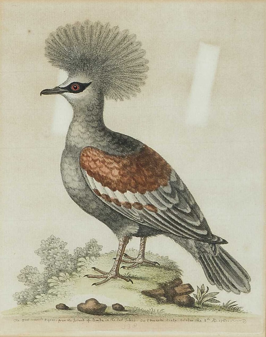 AFTER GEORGE EDWARDS (1694-1773) TWENTY PLATES FROM 'A NATURAL HISTORY OF UNCOMMON BIRDS': Hand coloured engravings produced circa 1740-1760 Plates numbered and titled (24cm x 19cm each) Qty: (20)