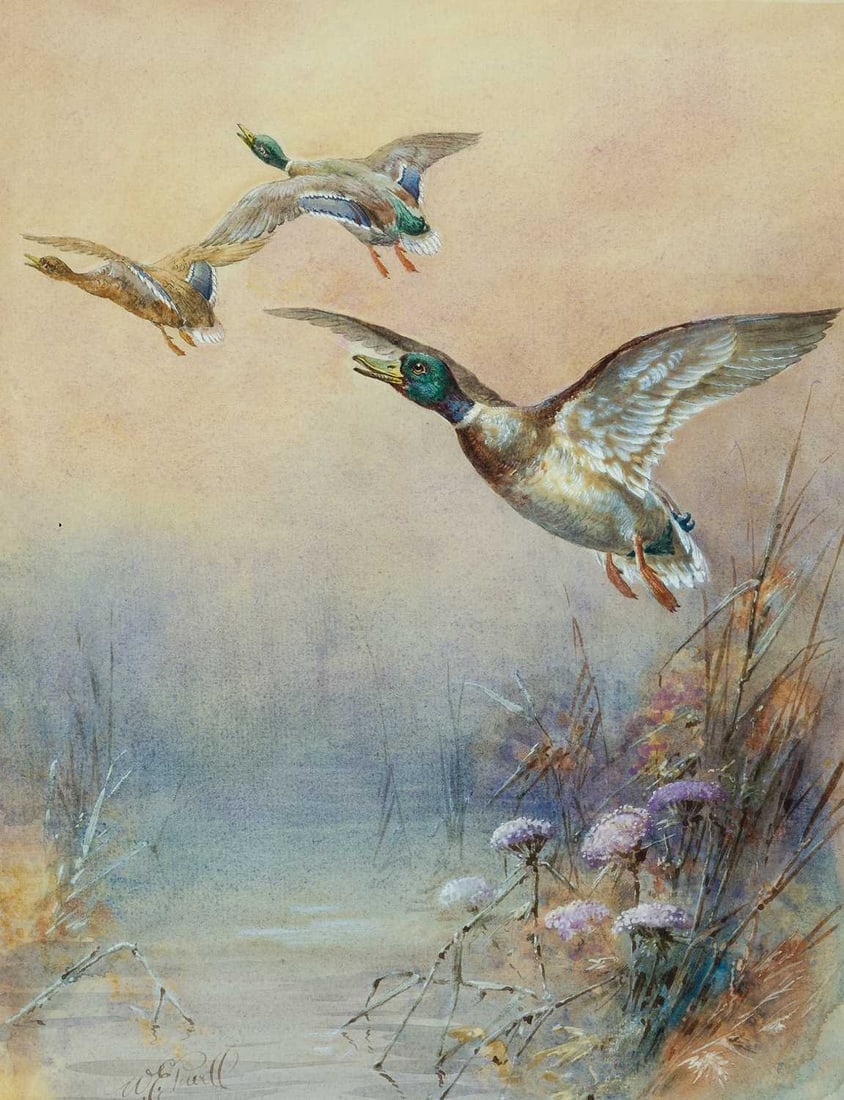 WILLIAM EDWARD POWELL (1878-1955) MALLARDS IN FLIGHT (1 of 2)
