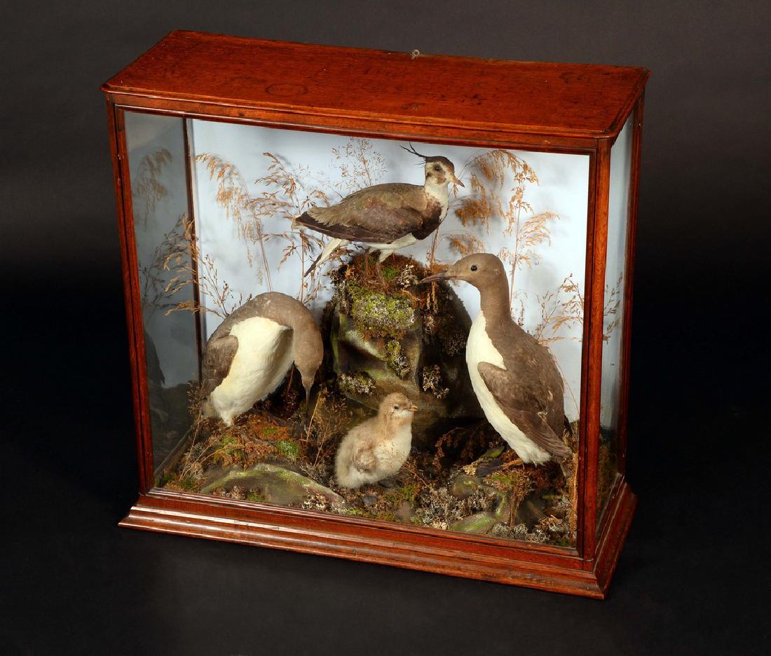 Taxidermy - a Victorian arrangement of British domestic: Taxidermy - a Victorian arrangement of British domestic birds, by John Cook of Derby, labelled, a pair of guillemots with their chick and a lapwing, naturalistically arranged in a coastal diorama of r