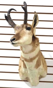Pronghorn antelope shoulder mount