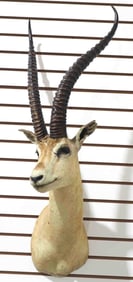 Gazelle shoulder mount