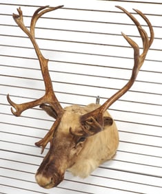 Elk shoulder mount