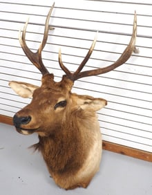 Elk shoulder mount