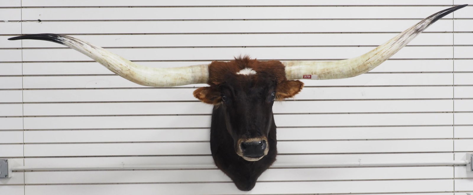 Longhorn steer head mount (1 of 7)