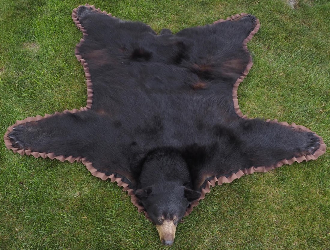Black bear rug