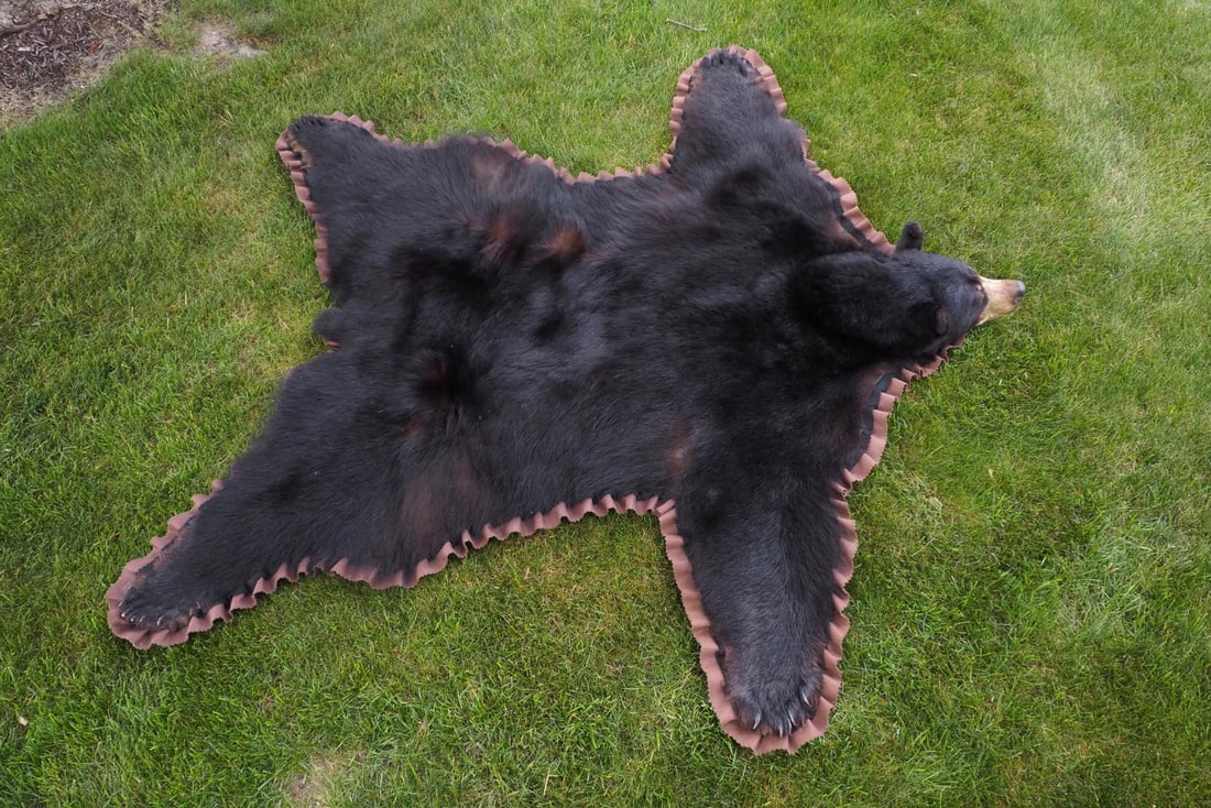 Black bear rug - 2