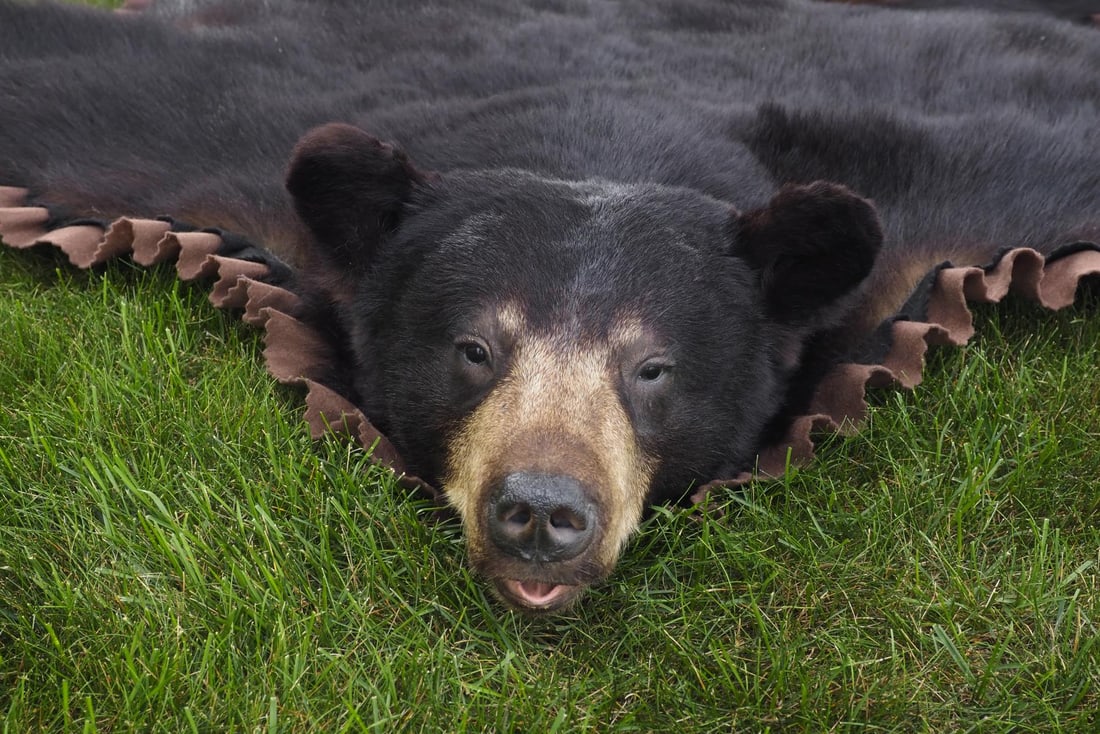 Black bear rug - 3