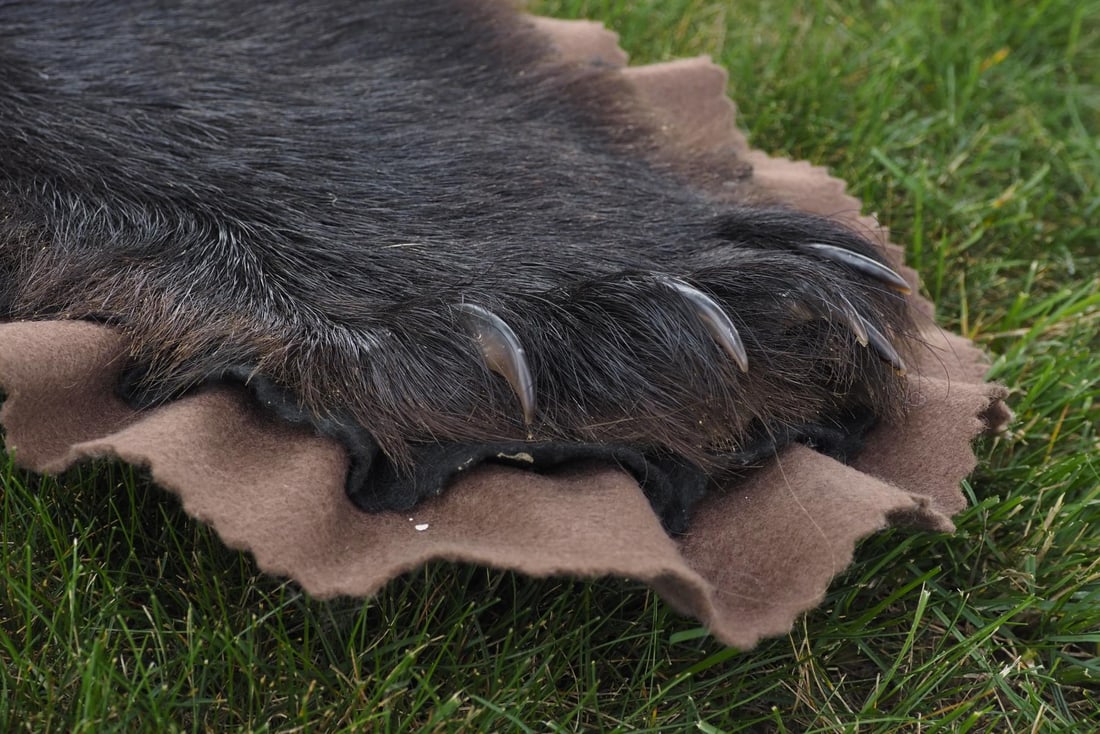 Black bear rug - 4