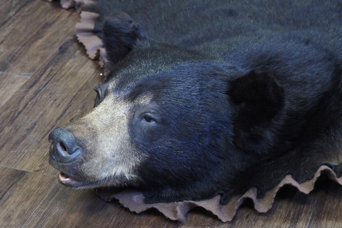 Black bear rug - 5