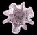 Murano Venini Art Glass Latticino Handkerchief Vase - 4