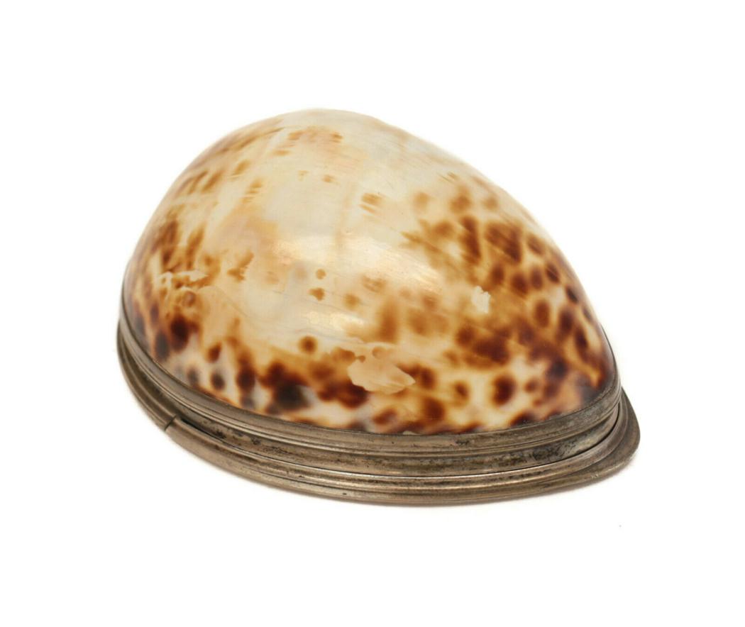 John Kiedder Scottish Cowry Shell Silver Mounted Snuff (1 of 7)
