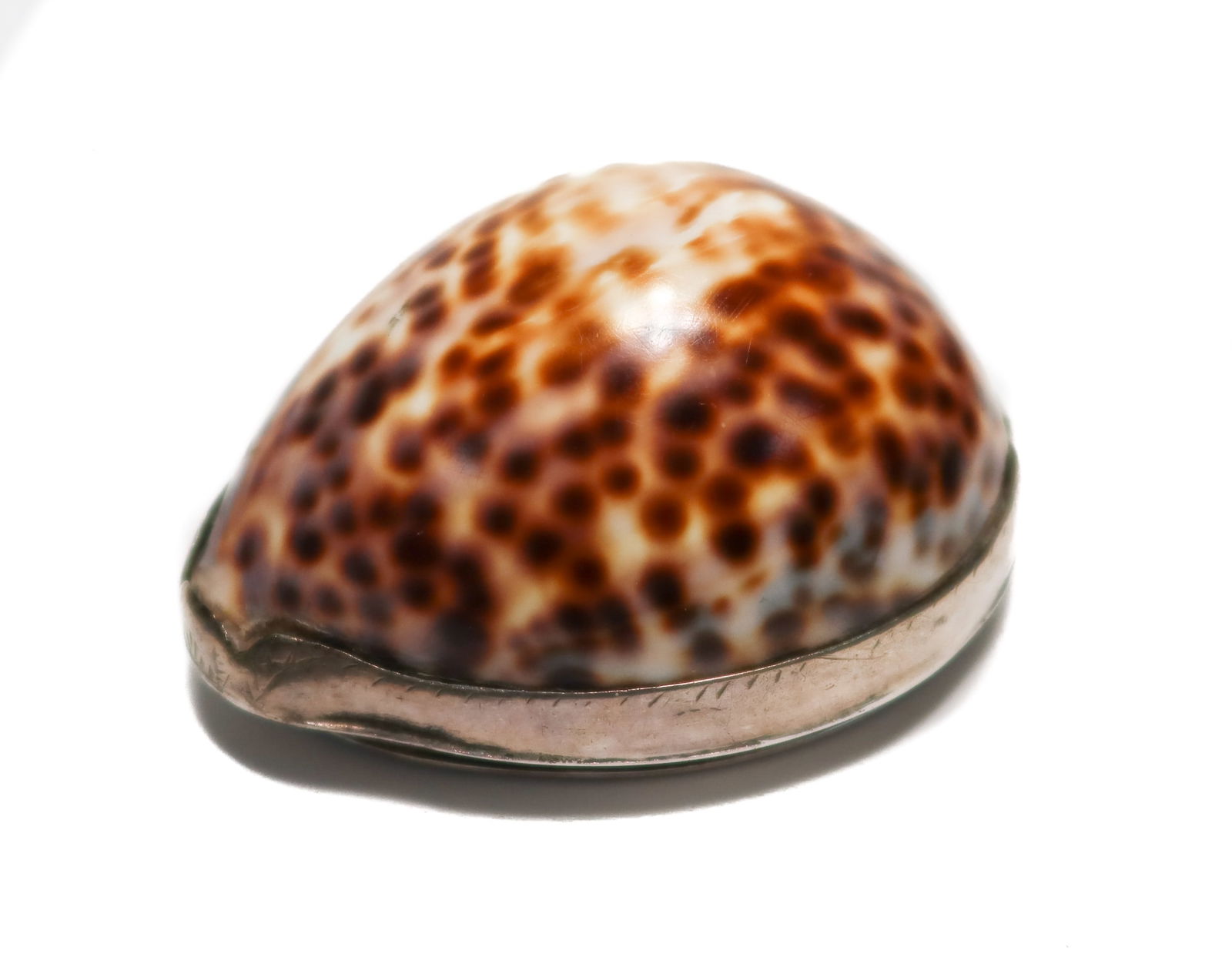 European Silver Cowrie Shell Snuff Box (1 of 8)