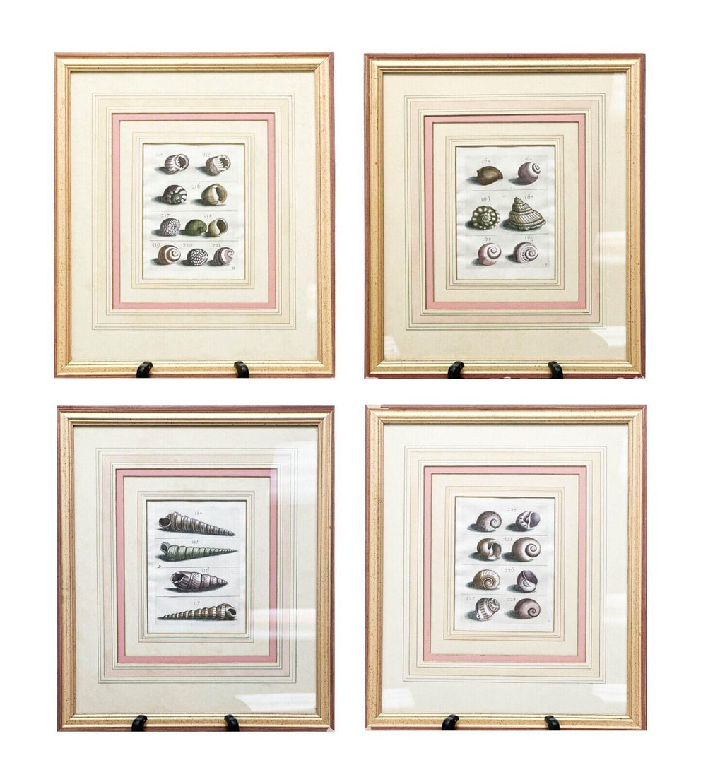 4 Lithograph Prints Shells Framed 18th/19th century (1 of 6)