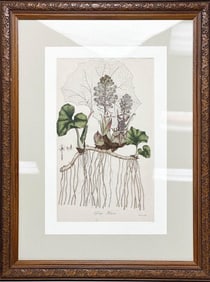 Botanical Lithograph from Flora Londinensis 1777 Tufsilago Petasites Framed
