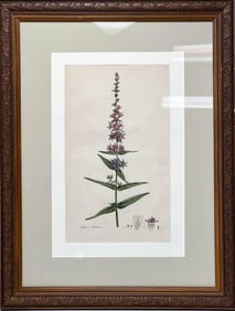 Botanical Lithograph from Flora Londinensis 1777 Lythrum Salicaria Framed