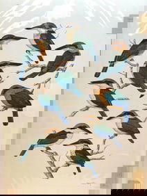 George F Sandstrom Watercolor Bird Study Illustration Halcyon