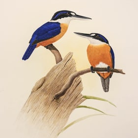 George Sandstrom Watercolor Ornithological Illustration