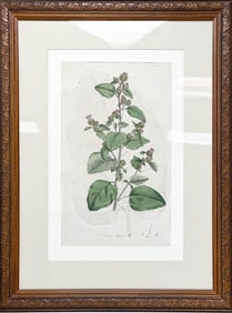 Botanical Lithograph from Flora Londinensis 1777 Arcuium Lappa Framed