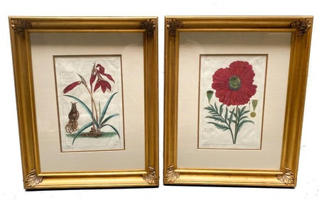 Pair Pierre Joseph Buchoz (French) Botanical Engravings, 18th Century