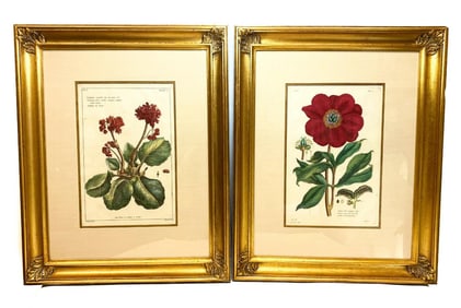 Pair Pierre Joseph Buchoz (French) Botanical Engravings, 18th Century